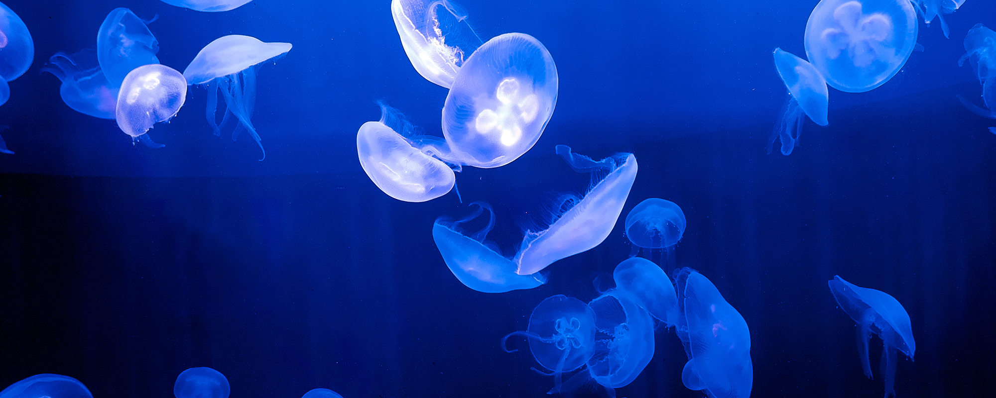 moon-jellyfish-header-bg moon-jellyfish-header-bg