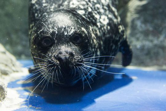 Arizona seal from OdySea called to duty in Washington, D.C.