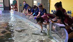 ASU-OA-Stingray-Ultrasound ASU-OA-Stingray-Ultrasound