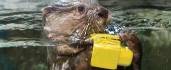 Amazon-otter Amazon-otter