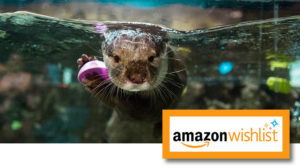 AmazonWishlist AmazonWishlist