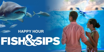 Fish & Sips - Navigation Image_350x175 – 2