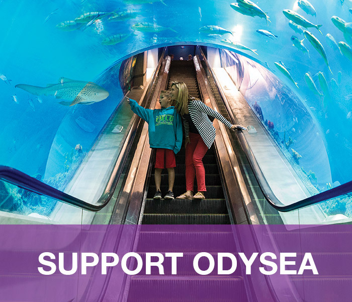 OA-SupportOdySea-main-nav