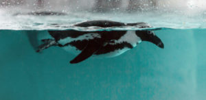 Penguin Penguin