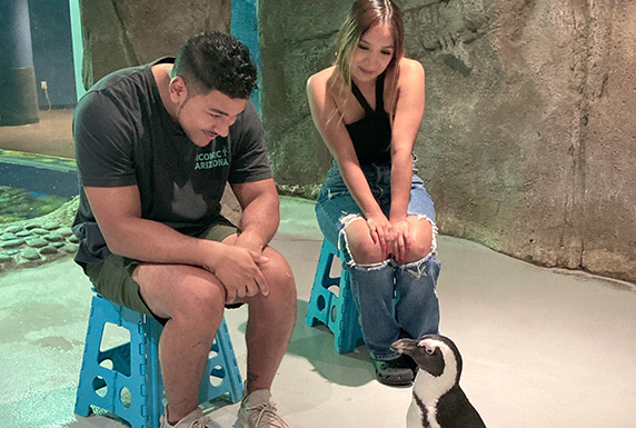 Penguin-Encounter-572x385-3 Penguin-Encounter-572x385-3