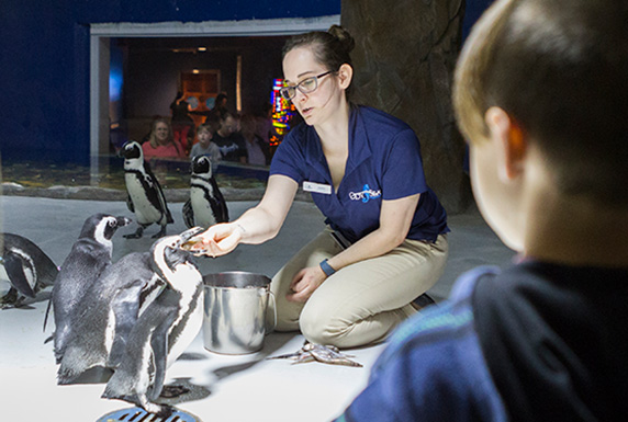 Penguin-Encounter-572x385 Penguin-Encounter-572x385