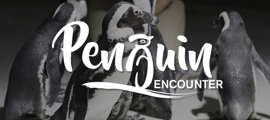 Penguin-EncounterMenuPage-544x242