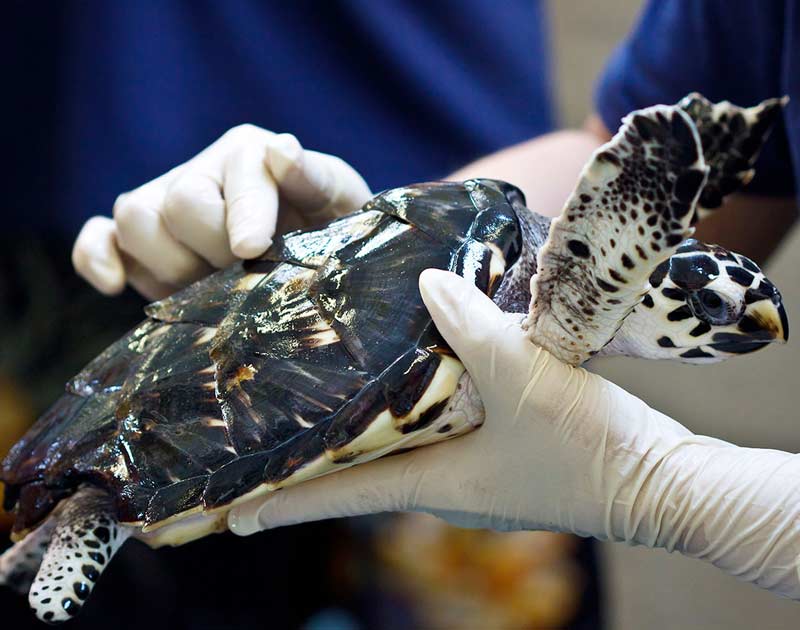 SavingTurtle SavingTurtle