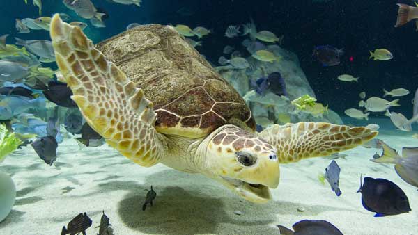 Sea Turtle