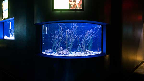 Seahorse Aquariums