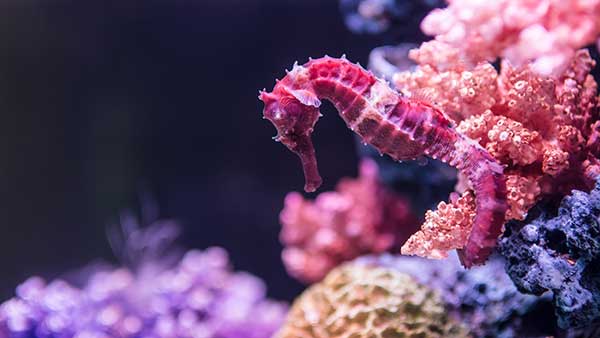 Seahorse on Rock