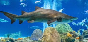 Shark Shark