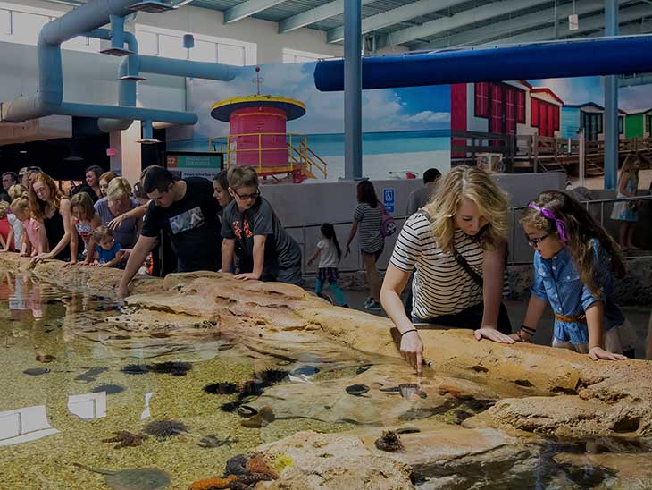 OdySea Aquarium in Scottsdale, AZ America's Newest Aquarium