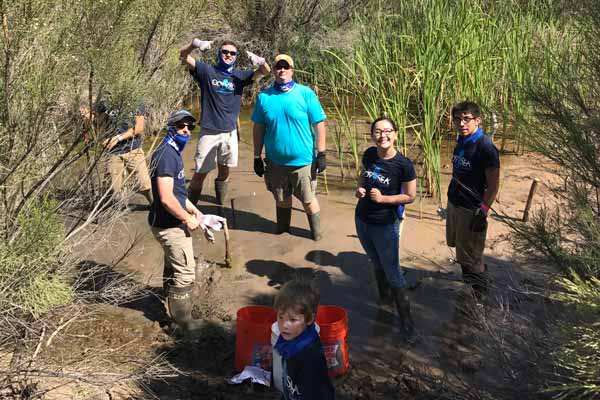 Tree Planting in Marsh