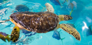Turtle Turtle