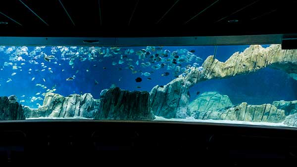 når som helst indvirkning blad Sea Turtle Reef - OdySea Aquarium