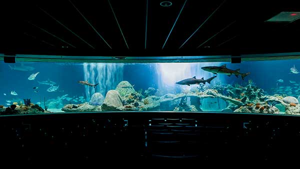 Shark Waters - OdySea Aquarium