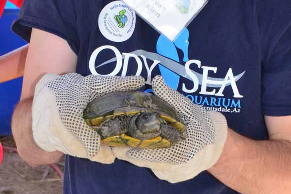 Caught Turtle Caught Turtle