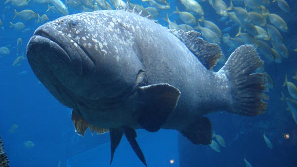 Giant Grouper Giant Grouper