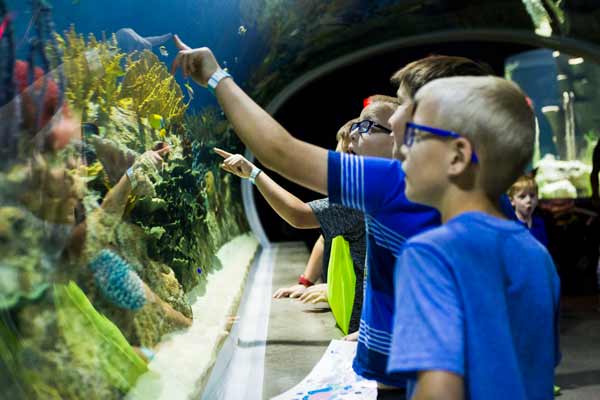 great barrier reef amazement