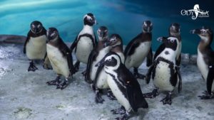 penguins penguins
