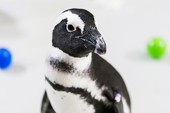 sm_PIP_Penguin-Close-Up