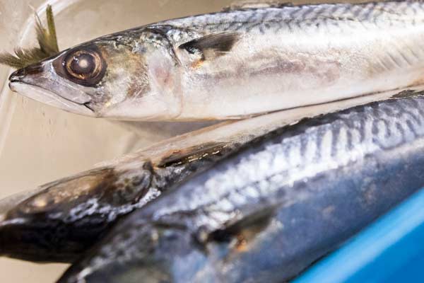 Sustainable Mackerel Sustainable Mackerel