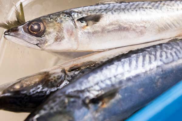 Sustainable Mackerel