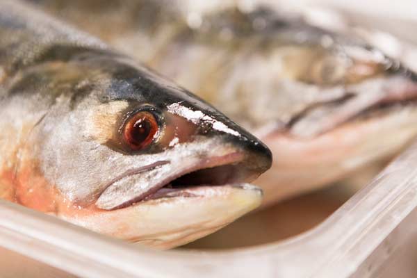 Sustainable Salmon Sustainable Salmon