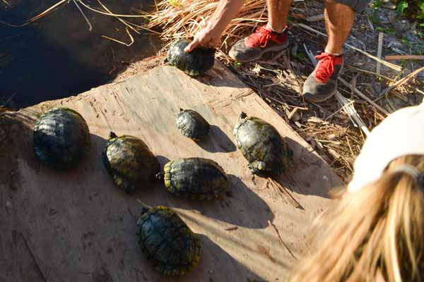 Turtles Collected